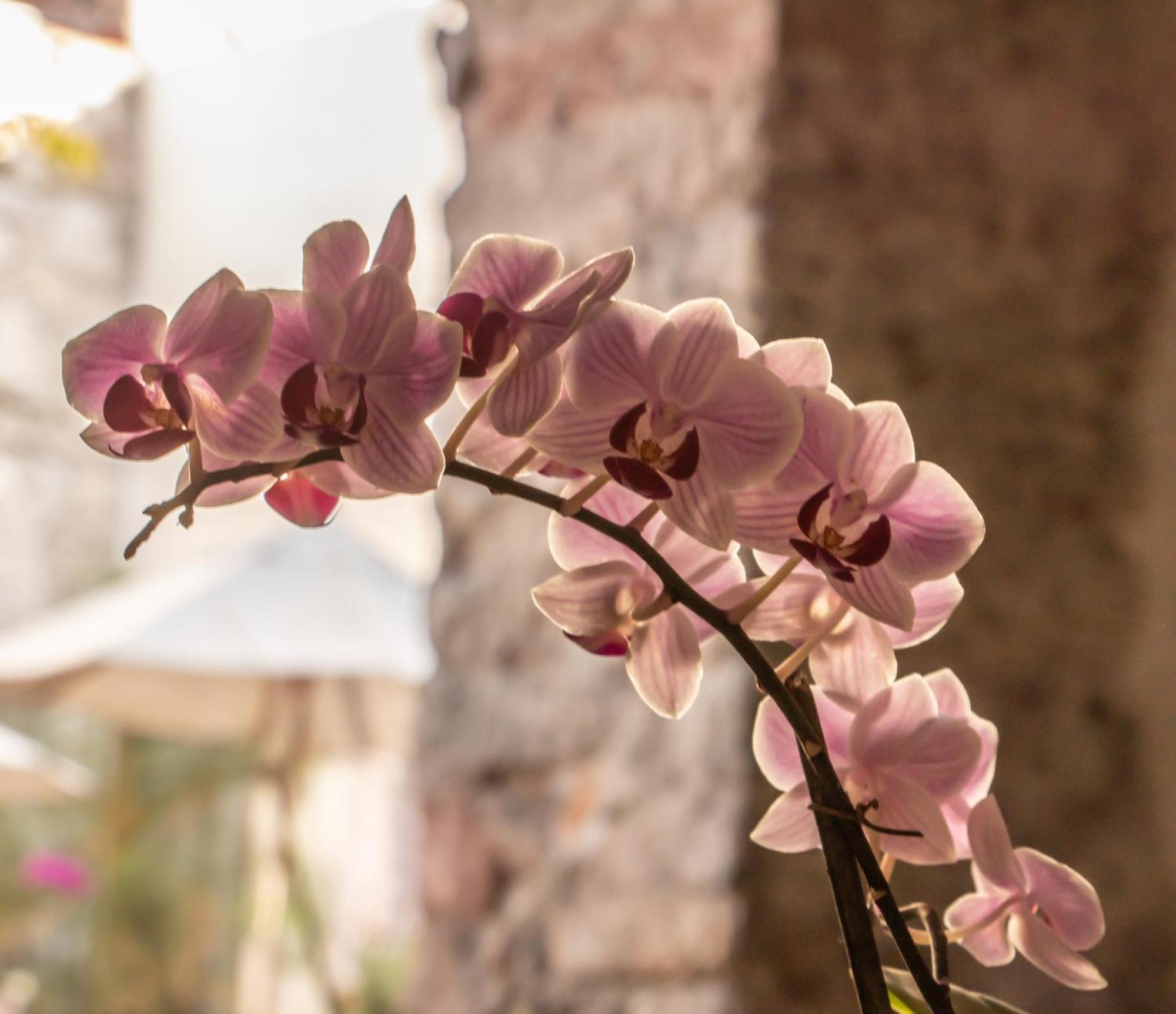 Orchid House San Miguel De Allende Luaran gambar